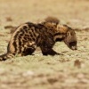 Cibetka africka - Civettictis Civetta - African Civet o2104-1